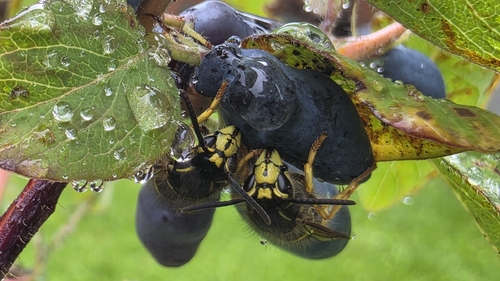 Aerial yellowjacket