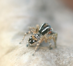 Stenaelurillus lesserti