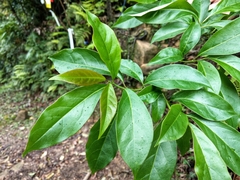 Ehretia longiflora