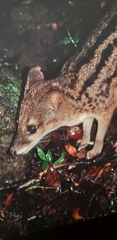 Fossa fossana