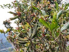 Quercus sessilifolia