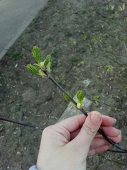 Acer negundo