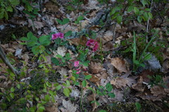Lathyrus rotundifolius