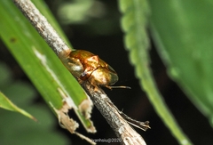 Aspidimorpha furcata