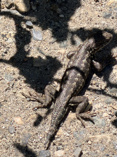 iNaturalist observation photo of Common Sagebrush Lizard