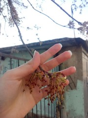 Acer negundo