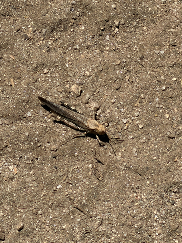 iNaturalist observation photo of Crackling Forest Grasshopper