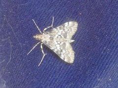 Steniini
