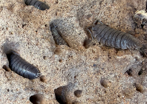 Common Rough Woodlouse