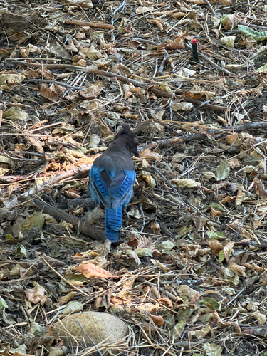 iNaturalist observation photo of Steller's Jay