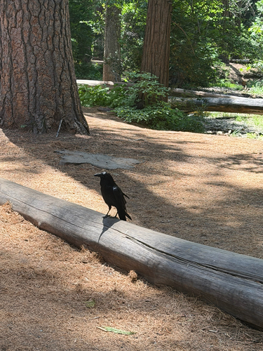 iNaturalist observation photo of Common Raven