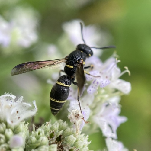 Parancistrocerus pensylvanicus observed 2026-07-22