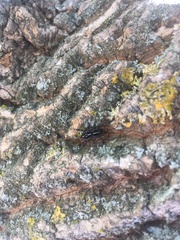 Nyssus coloripes