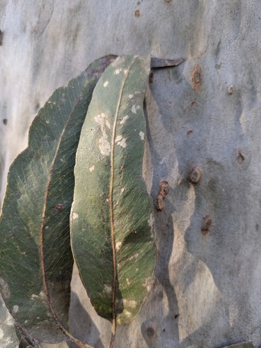Corymbia henryi, 2026-07-23