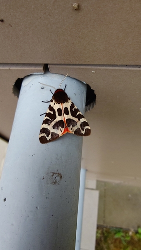Garden Tiger