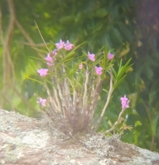 Dimerandra emarginata, photograph (c) Laurimar Sepulveda, some rights reserved (CC BY)