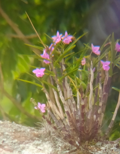 Dimerandra emarginata, photograph 4