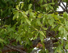 Ochna pulchra