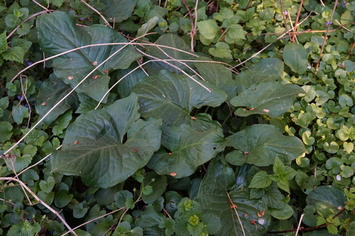 Arum cylindraceum (Arum cylindraceum)