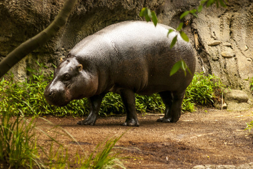 Pygmy Hippopotamus