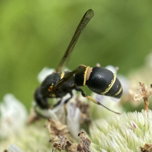 Parancistrocerus pensylvanicus observed 2026-07-22