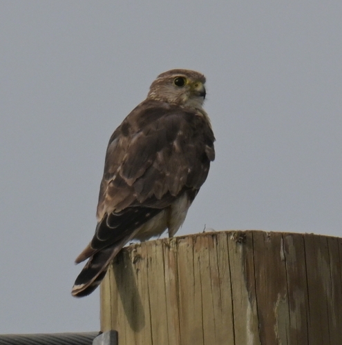 Merlin