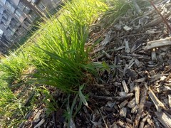 Poaceae
