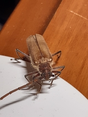 Ochrocydus huttoni