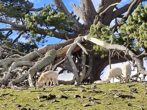 European Fallow Deer