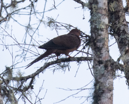 Bar-tailed Cuckoo-Dove (Macropygia nigrirostris), photo 3