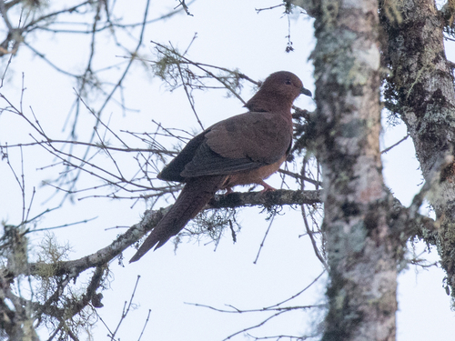 Bar-tailed Cuckoo-Dove (Macropygia nigrirostris), photo 5