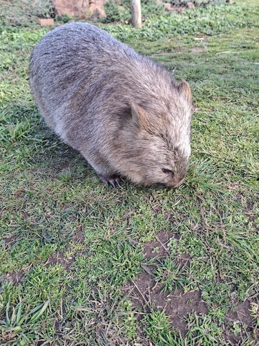 Mainland Wombat