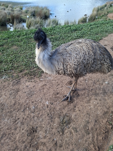Emu