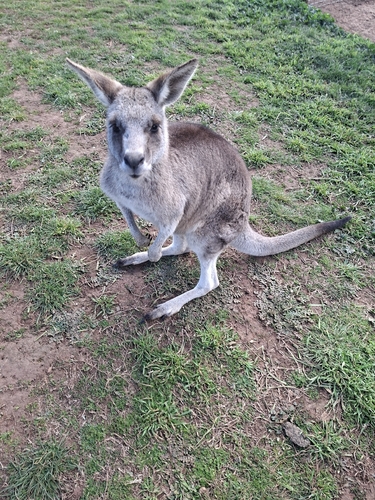 Eastern Grey Kangaroo