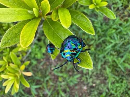Poecilocoris splendidulus