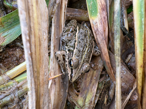 Black-spotted Frog