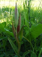 Bilamellaria
