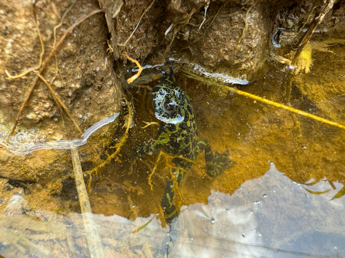 Oriental Fire-bellied Toad