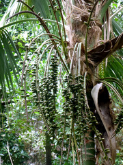 Howea forsteriana