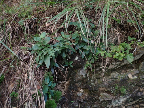 Tricyrtis lasiocarpa observed 2026-07-22