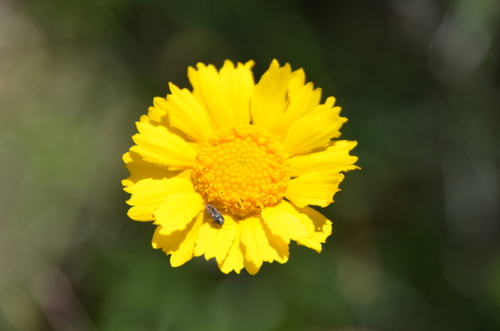 Sunflowers, Daisies, Asters, and Allies