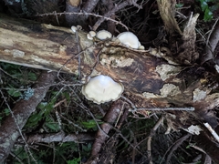 Conchomyces bursiformis