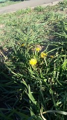 Taraxacum officinale