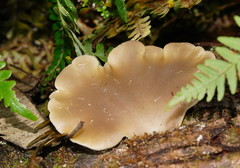 Pleurotus purpureo-olivaceus