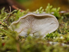 Pleurotus purpureo-olivaceus