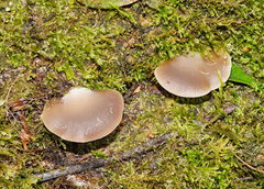 Pleurotus purpureo-olivaceus