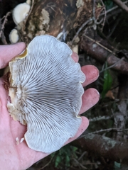 Conchomyces bursiformis