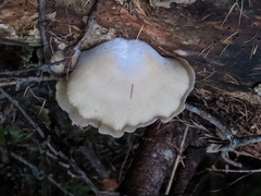 Conchomyces bursiformis