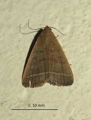 Simplicia extinctalis