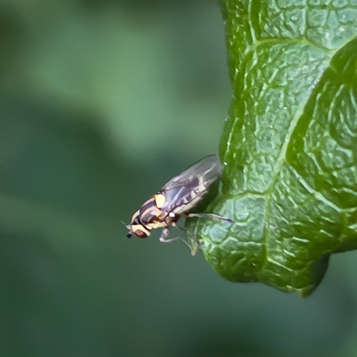iNaturalist observation photo of Chlorops